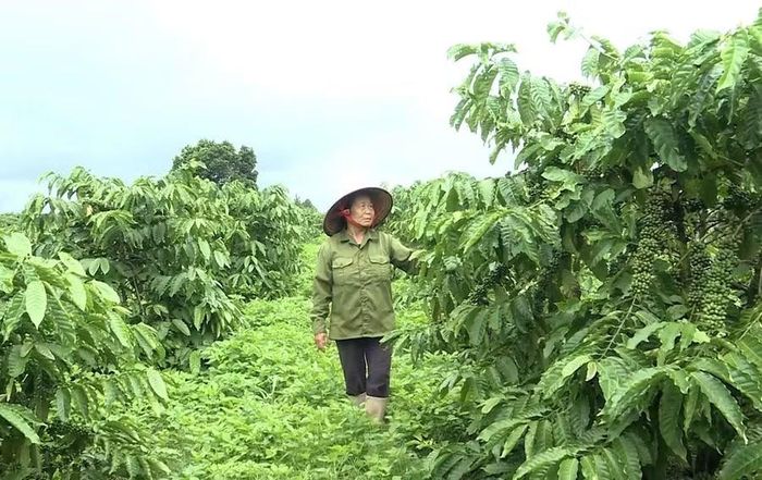 Nhờ thay đổi cách chăm sóc theo hướng hữu cơ, vườn cà phê của bà Trương Thị Màu (thôn Ktu, xã Kon Gang) phát triển xanh tốt, cho năng suất ổn định. Ảnh: N.S
