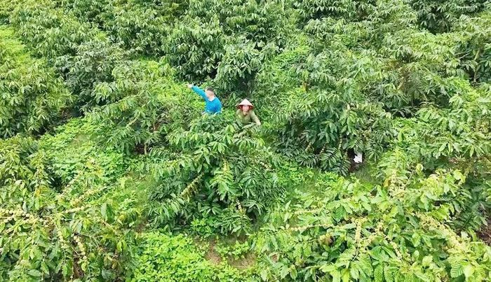 Người dân xã Kon Gang đẩy mạnh chuyển đổi phương thức sản xuất theo hướng an toàn, bền vững. Ảnh: N.S