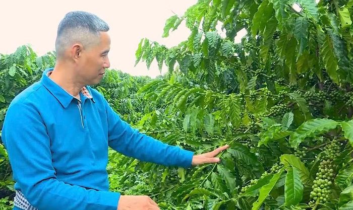 Vườn cà phê của ông Nguyễn Trung Đoàn (thôn Ktu, xã Kon Gang) được chăm sóc theo hướng hạn chế hóa chất, tăng sử dụng phân hữu cơ và chế phẩm sinh học. Ảnh: N.S