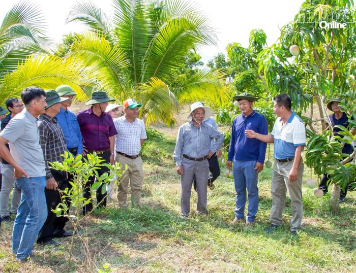 Ông Nguyễn Minh Thành và các nông dân trên địa bàn trao đổi về quy trình chăm sóc xoài tại Sản Việt Farm.