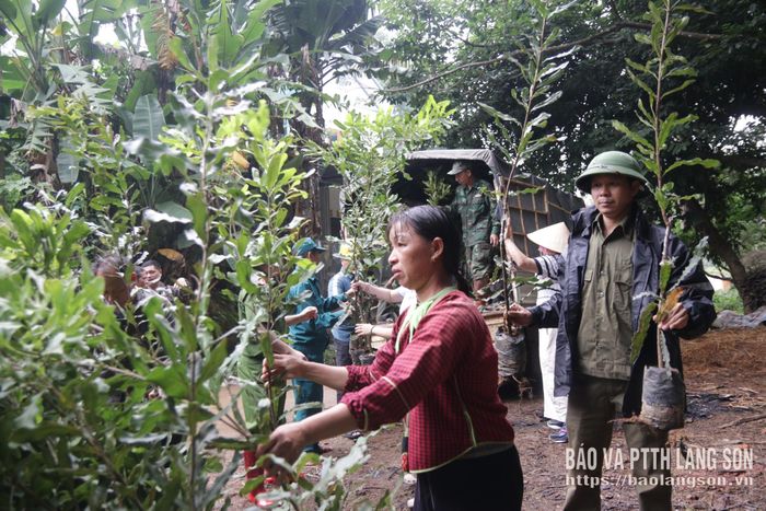 Các lực lượng hỗ trợ người dân vận chuyển cây mắc ca giống