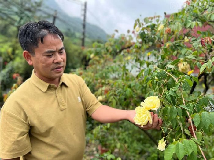Hoa hồng Bạch Ngọc cổ Sa Pa được ông Chính bảo tồn và nhân giống thành công.