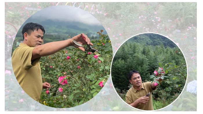 Ông Chính tỉ mỉ chăm sóc vườn hồng mỗi ngày.
