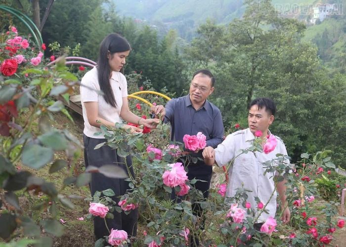 Ông Chính giới thiệu các loại hoa hồng trong khu vườn đến du khách.