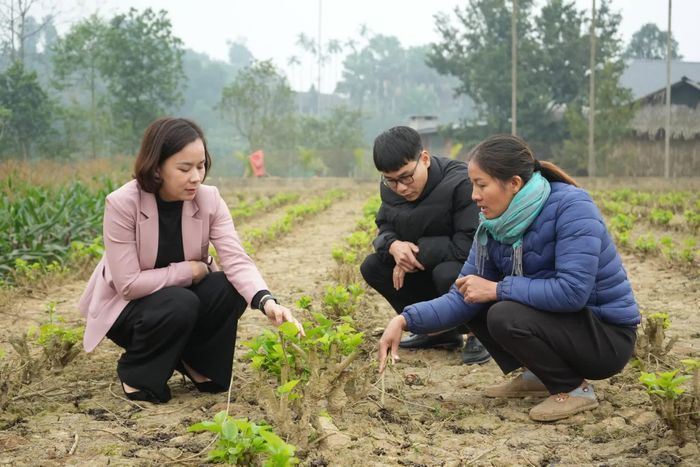 Lãnh đạo Hội Nông dân xã Trấn Yên cùng Hợp tác xã Dâu tằm Hạnh Lê kiểm tra cây dâu sau đốn. (ảnh: Thanh Hùng)