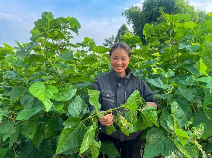Chị Nguyễn Thị Hồng Lê luôn mong muốn phát triển nghề trồng dâu nuôi tằm theo hướng bài bản.