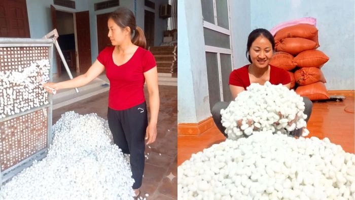 Hợp tác xã Dâu tằm Hạnh Lê phát triển trồng dâu nuôi tằm theo hướng hàng hóa quy mô lớn.