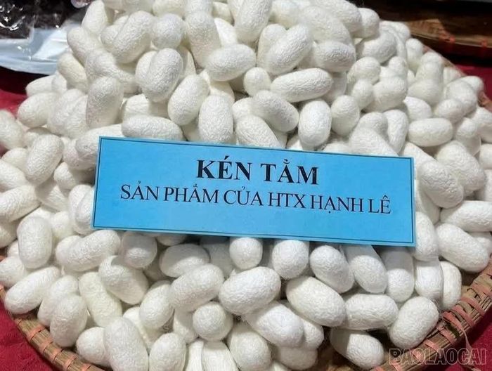 Sản phẩm kén tằm của Hợp tác xã Dâu tằm Hạnh Lê được giới thiệu tại nhiều hoạt động trưng bày, giới thiệu sản phẩm nông nghiệp của tỉnh.