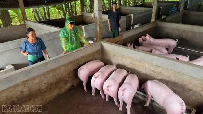 Đến nay, xã Xuân Ái đã triển khai 34 mô hình chăn nuôi từ Nghị quyết 21.