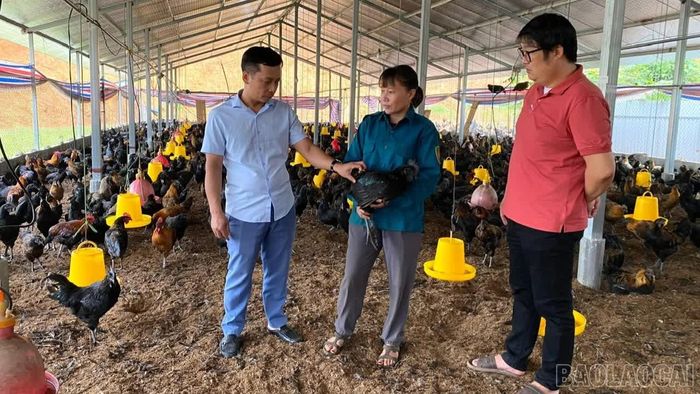 Cùng với hỗ trợ kinh phí, người dân được hướng dẫn kỹ thuật, phòng, chống dịch bệnh và bảo đảm an toàn sinh học trong chăn nuôi.