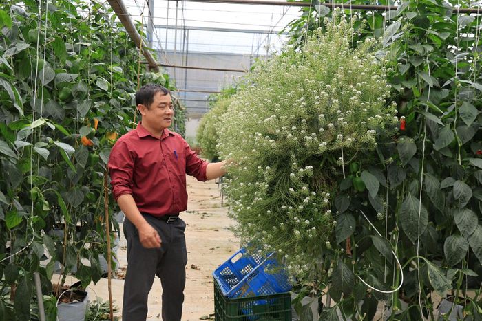 Cây hoa cho thiên địch có lợi trú ngụ ở vườn ớt chuông tại Ka Đô.