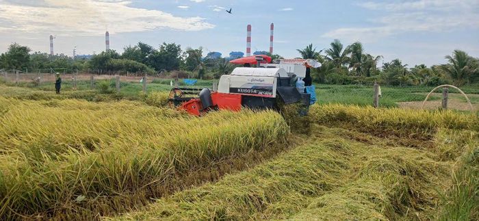 Thu hoạch lúa hè thu gần Trung tâm nhiệt điện Vĩnh Tân