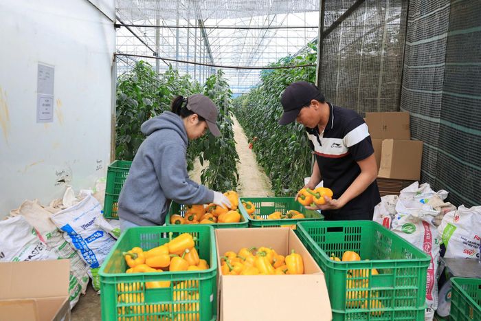 Công nhân đang phân loại ớt ở Ka Đô