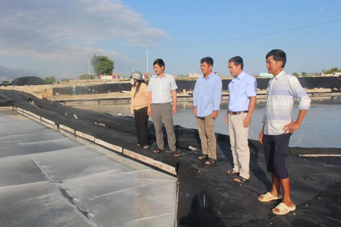 Cán bộ nông nghiệp xã Vĩnh Hảo thăm mô hình muối trải bạt của diêm dân