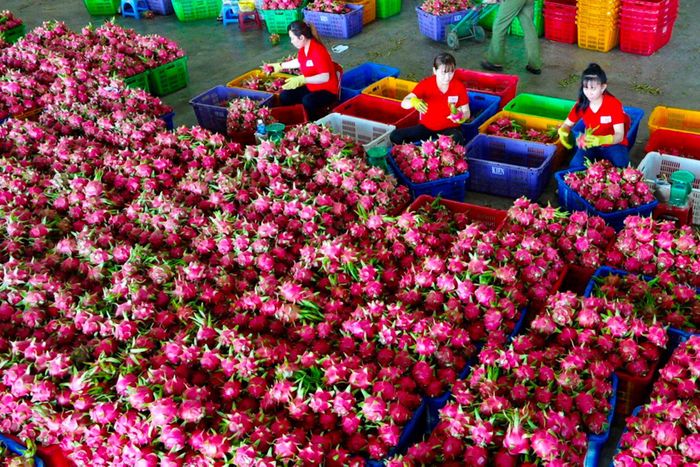 Phối hợp tháo gỡ kịp thời những điểm nghẽn trong lưu thông, chế biến và xuất khẩu hàng hóa