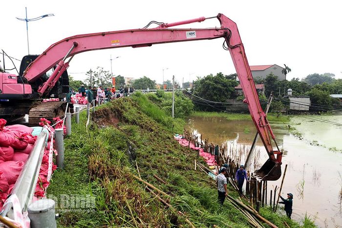 Đóng cọc tre gia cố dưới mái đê tại điểm sạt trượt.
