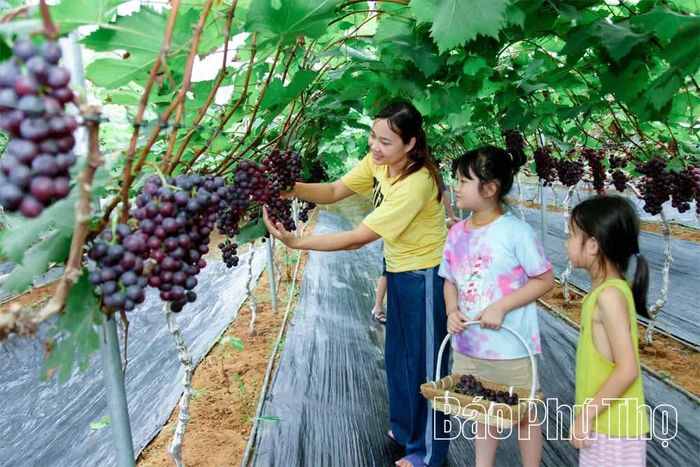 Phát triển nông nghiệp gắn với du lịch trải nghiệm giúp nâng cao thu nhập trên cùng diện tích canh tác. Ảnh chụp tại vườn nho của gia đình anh Trần Duy Đoan, xã Hải Lựu.