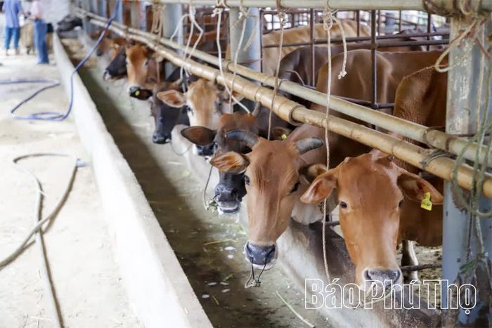 Với quy mô chăn nuôi hơn 60 con trâu, bò cùng các loại gia súc, gia cầm khác, mỗi năm gia đình ông Luyến có tổng nguồn thu trên 2 tỷ đồng.