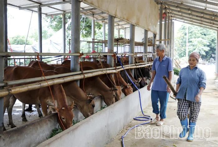 Để chăm sóc đàn vật nuôi, gia đình ông thường xuyên thuê 3 lao động địa phương.