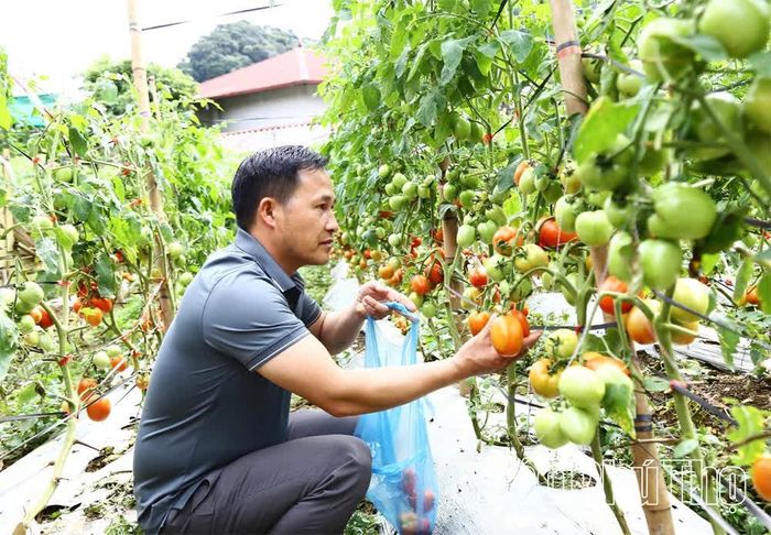 Vườn cà chua của gia đình anh Sùng A Lư - Trưởng xóm Xà Lĩnh, xã Pà Cò đang vào kỳ thu hoạch.