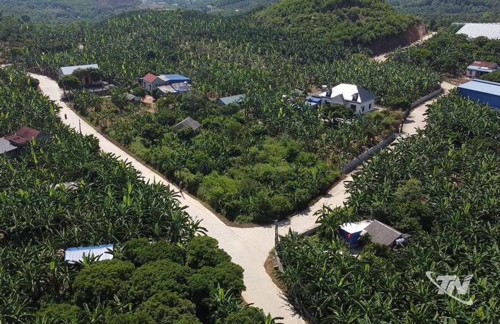 Phường Phúc Thuận có khoảng 300ha cây chuối