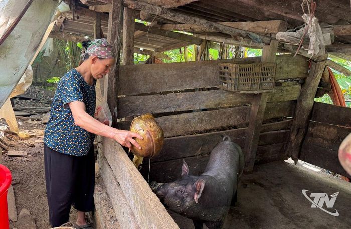 Người dân vùng lõi Khu Bảo tồn loài - sinh cảnh Nam Xuân Lạc phát triển chăn nuôi lợn bản địa.