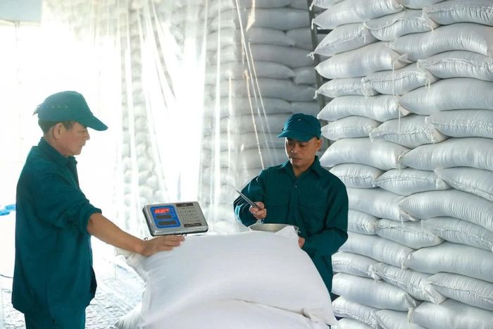 Thủ kho Điểm kho ĐK6.KV5 (kho Điện Biên), Chi cục Dự trữ Nhà nước khu vực V kiểm tra chất lượng gạo dự trữ quốc gia trước khi xuất kho. Ảnh: Đức Thanh