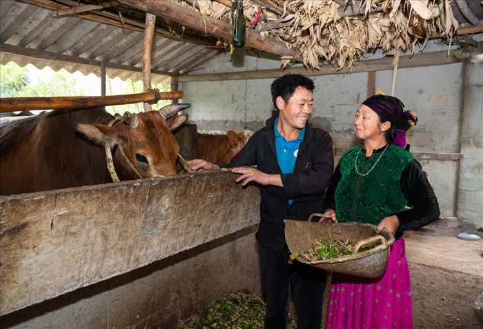 Thông qua HTX, người dân vùng DTTS đã từng bước phát triển sản xuất theo chuỗi.
