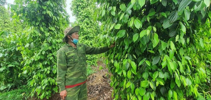 Nhờ nguồn vốn ngân hàng, gia đình ông Hùng có điều kiện mở rộng sản xuất, thay đổi cách làm và nâng chất lượng cây trồng (Ảnh: C.Thái).