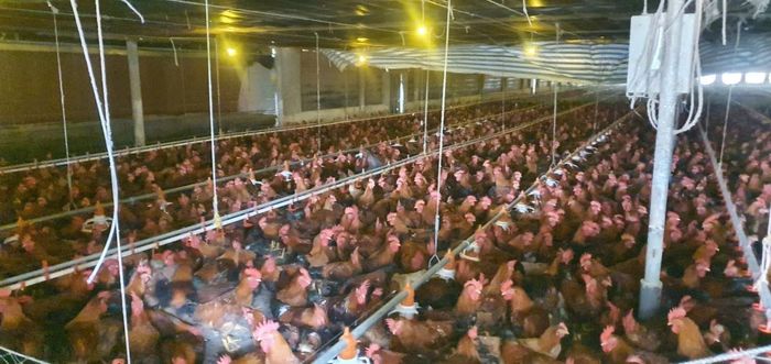 Mô hình chăn nuôi gà, lợn của hộ chị Quỳnh đang phát huy hiệu quả cao, khi có vốn đầu tư của ngân hàng (Ảnh: C.Thái)