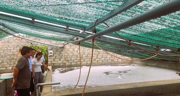 Mô hình vay vốn từ QTDND Nhượng Lĩnh đầu tư chăn nuôi ở xã Thiên Cầm (Hà Tĩnh)