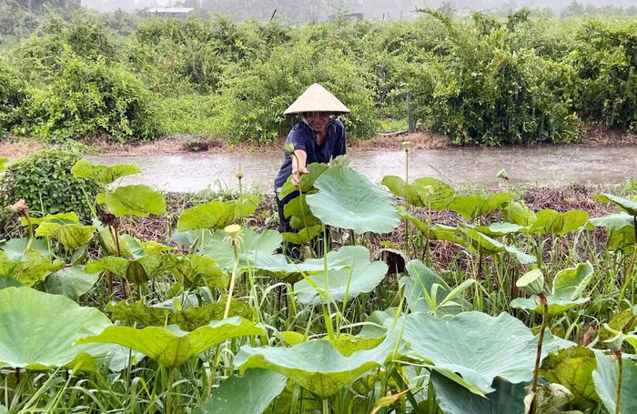 Bà con nông dân trên địa bàn xã Mỹ Hòa Hưng đẩy mạnh chuyển đổi cơ cấu sản xuất nông nghiệp, gia tăng năng suất và giá trị kinh tế.