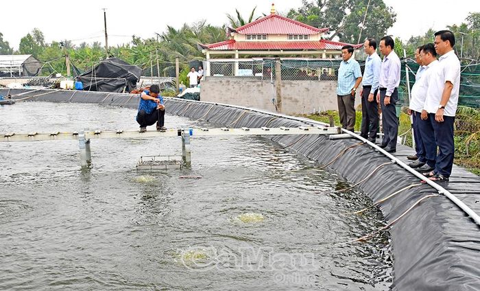  Chủ tịch UBND tỉnh Lữ Quang Ngời cùng Đoàn công tác khảo sát mô hình nuôi tôm siêu thâm canh ứng dụng công nghệ trên địa bàn xã Tân Hưng.