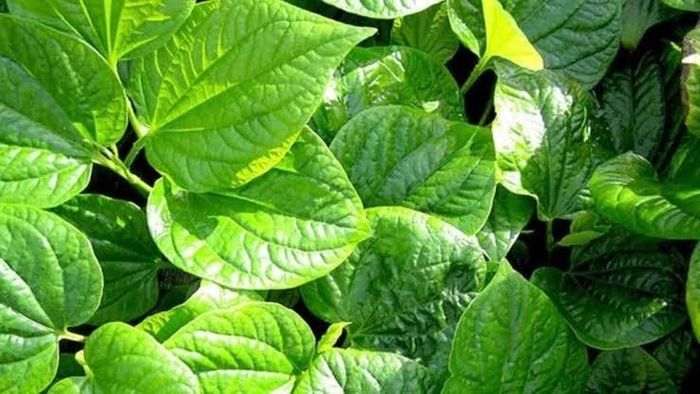 Lá lốt có tính ấm, thường được dùng trong các món ăn. Ảnh minh họa