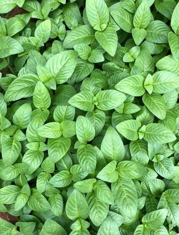 Loại rau gia vị này có mùi rất thơm - Ảnh minh hoạ