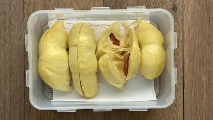 Khi bảo quản, bạn có thể lót một lớp giấy ăn dưới hộp sầu riêng để hút ẩm. Ảnh minh họa