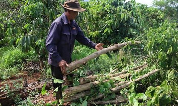 Người dân chặt cây cà phê đề bàn giao mặt bằng cho đơn vị thi công cao tốc.