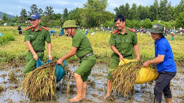 Cán bộ, chiến sĩ cùng người dân lội ruộng, thu gom và vận chuyển những bó lúa bị ngã đổ sau mưa lớn. (Ảnh: HN)