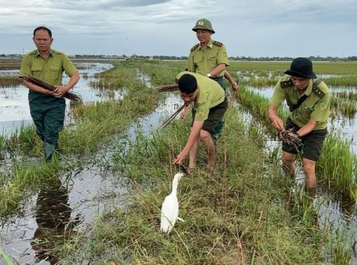 Lực lượng kiểm lâm đang tháo gỡ các trận địa bẫy chim trời trên đồng ruộng ở Huế