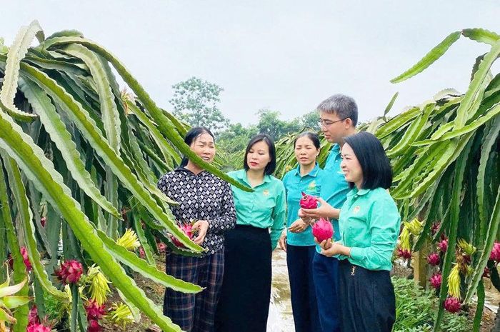 Mô hình trồng thanh long ruột đỏ tại xã Thư Lâm cho giá trị kinh tế cao. Ảnh: Phạm Đức