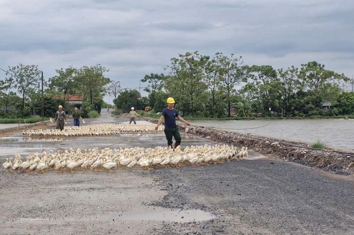 Người dân xã Phú Xuyên chủ động bảo vệ an toàn tài sản, ứng phó kịp thời với mưa lớn kéo dài và các tình huống thiên tai. Ảnh: PV