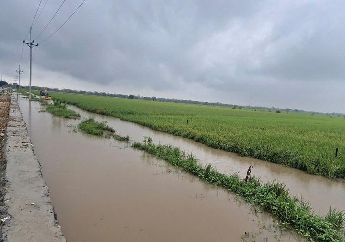 Mưa lớn kéo dài đã gây ngập úng cục bộ khoảng 36ha lúa ở xã Phú Xuyên. Ảnh: PV