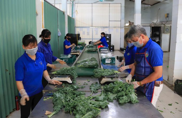 Sơ chế rau tại Hợp tác xã Rau quả sạch Chúc Sơn (phường Chương Mỹ). Ảnh Đỗ Tâm