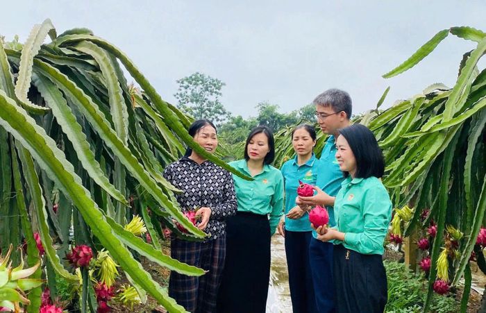 Mô hình trồng thanh long ruột đỏ tại xã Thư Lâm cho giá trị kinh tế cao. Ảnh Phạm Đức