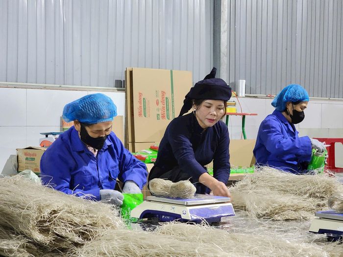 Sản phẩm miến Hợp tác xã Miến dong Tài Hoan (tỉnh Thái Nguyên) xuất khẩu ra thế giới. Ảnh: PV