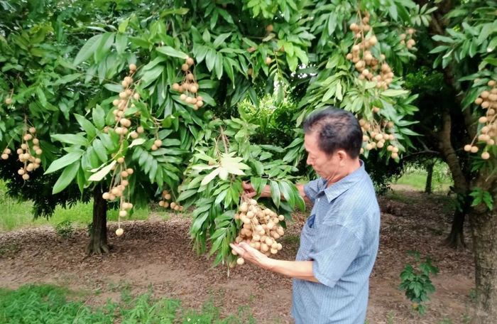 Nhãn chín muộn Đại Thành (xã Hưng Đạo) đã xuất khẩu sang Mỹ. Ảnh: PV