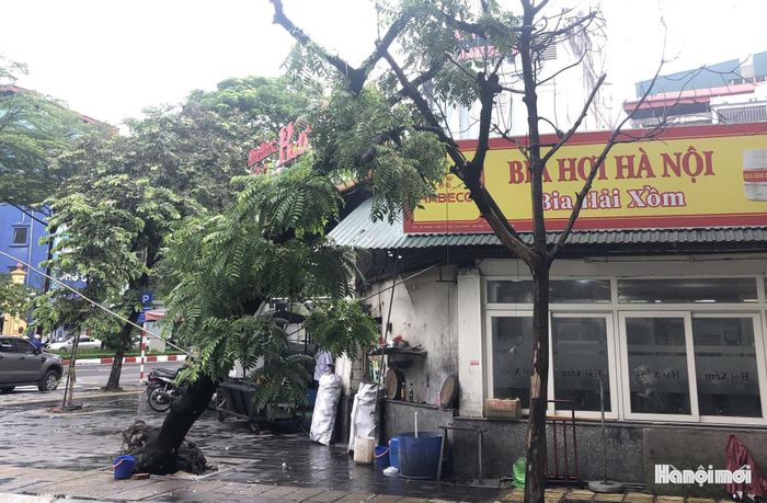 Cây xanh tại đầu ngõ 45 Trần Thái Tông bị đổ do ảnh hưởng của mưa bão. Ảnh: Vân Nhi