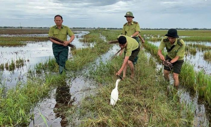 Lực lượng kiểm lâm tháo gỡ bẫy chim hoang dã. Ảnh: Kiểm lâm cung cấp.