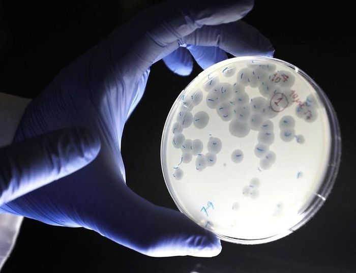 Vi khuẩn có thể bị lây nhiễm bởi những virus nhỏ bé. Nguồn ảnh từ cổng thông tin Bệnh viện đa khoa Quốc tế Vinmec.