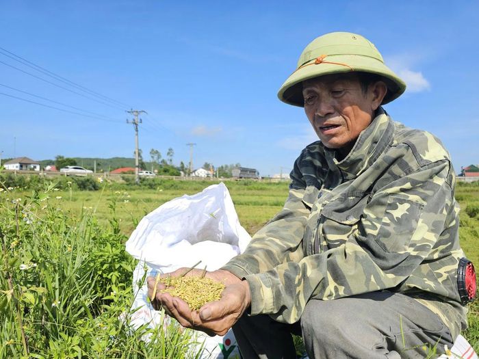 Ông Lê Văn Nguyên (xóm Mỹ Sơn, tỉnh Nghệ An) gieo cấy hơn 10 sào lúa hè thu, nhưng sau thu hoạch chỉ đạt khoảng 1 tấn, giảm hơn 2/3 so với thường lệ.